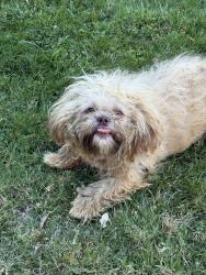 Found/Stray Male Dog last seen Calderwood lane, Arden-Arcade, CA 95821
