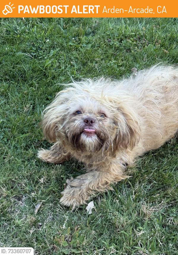 Found/Stray Male Dog last seen Calderwood lane, Arden-Arcade, CA 95821