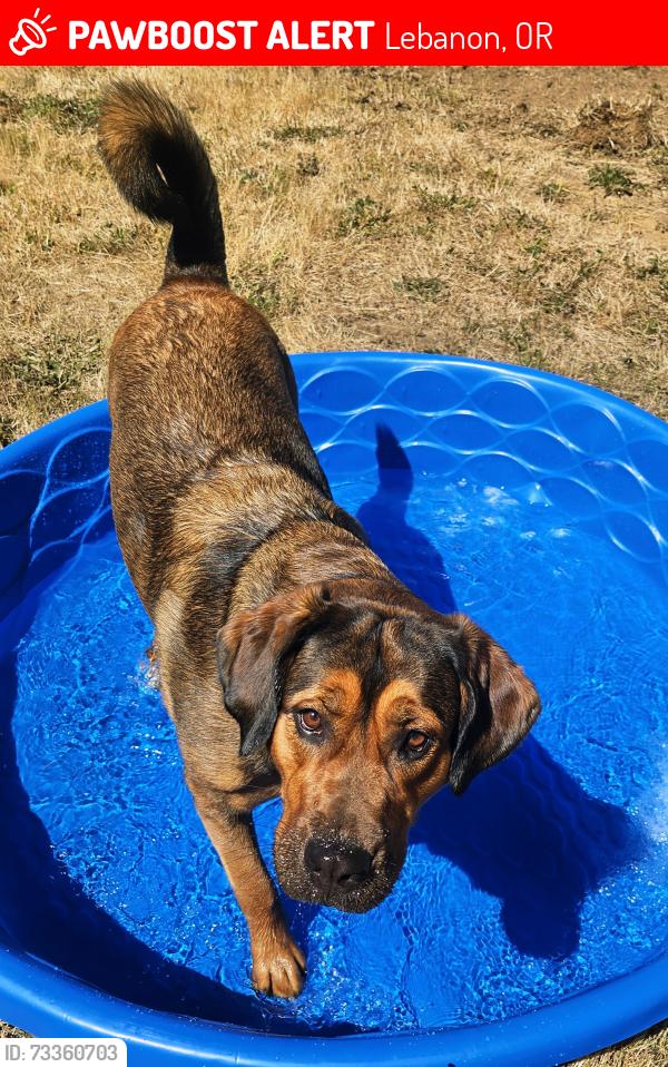 Lost Female Dog last seen Providence Rd & Griggs Rd., Lebanon, OR 97355