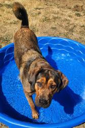 Lost Female Dog last seen Providence Rd & Griggs Rd., Lebanon, OR 97355