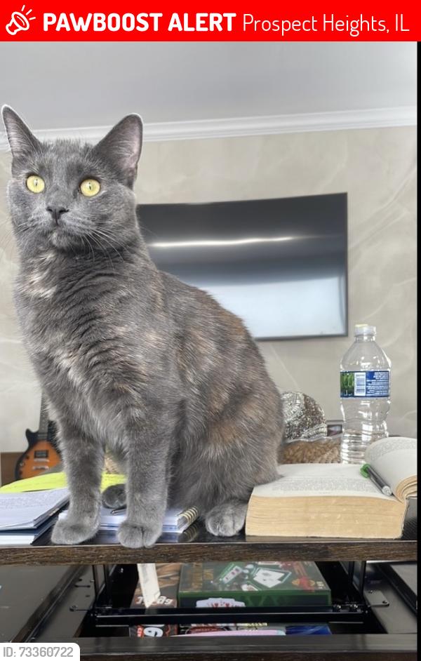 Lost Female Cat last seen Wolf, Prospect Heights, IL 60070