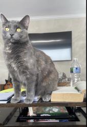 Lost Female Cat last seen Wolf, Prospect Heights, IL 60070