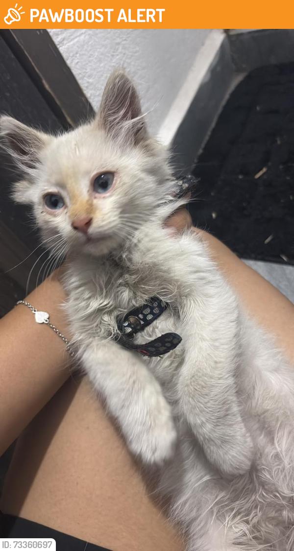 Found/Stray Female Cat last seen en frente de la uvm, San Bernardino Tlaxcalancingo, Pue. 