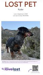 Lost Male Dog last seen Near Dulcelina rd, Corrales, NM 87048
