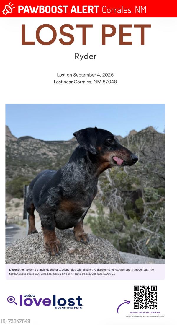 Lost Male Dog last seen Near Dulcelina rd, Corrales, NM 87048