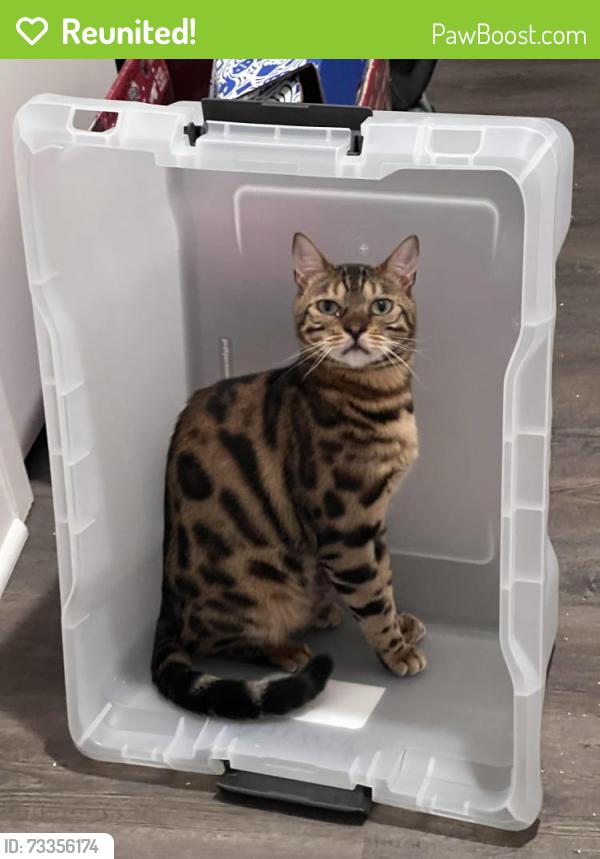 Reunited Male Cat last seen Near Village Green Blvd, Ann Arbor, MI 48105