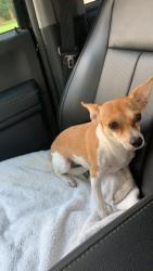 Lost Female Dog last seen Willis WaukEgan road cut n shoot, Conroe, TX 77303
