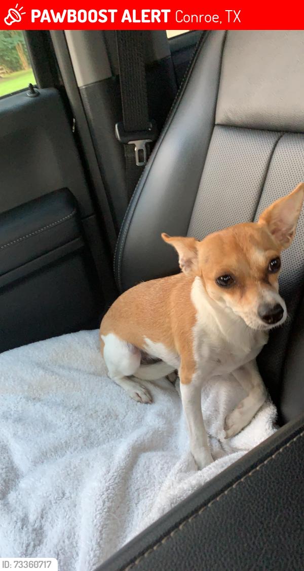 Lost Female Dog last seen Willis WaukEgan road cut n shoot, Conroe, TX 77303