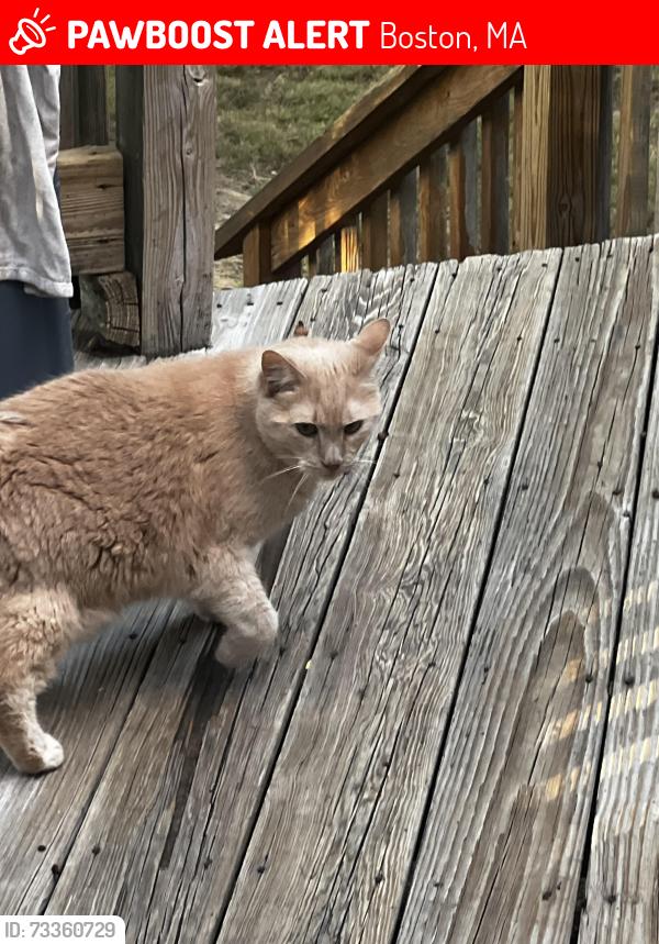 Lost Male Cat last seen Milton Ave, Boston, MA 02136
