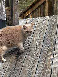 Lost Male Cat last seen Milton Ave, Boston, MA 02136