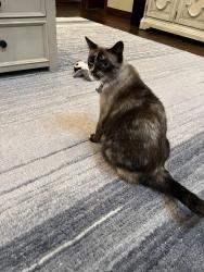 Lost Female Cat last seen Near Tanglewood Blvd Pottsboro, Pottsboro, TX 75076