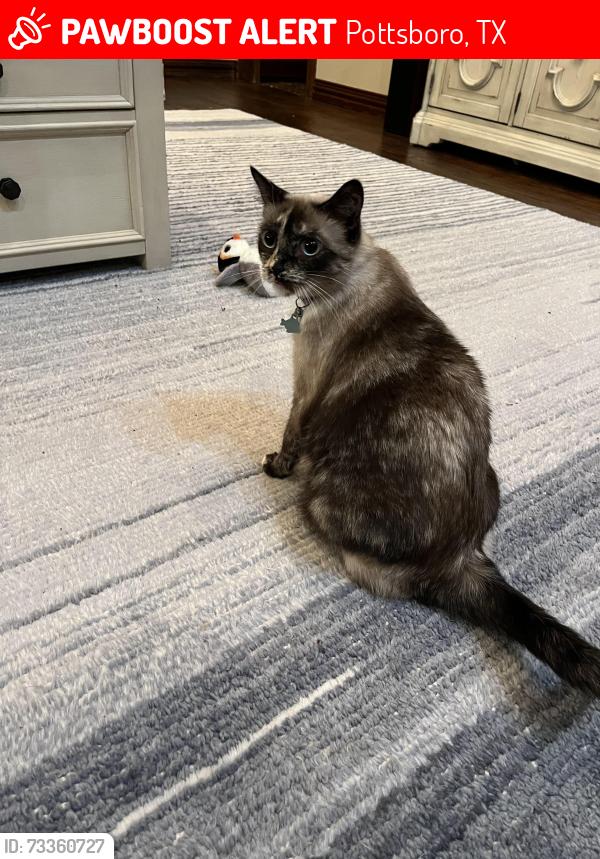 Lost Female Cat last seen Near Tanglewood Blvd Pottsboro, Pottsboro, TX 75076