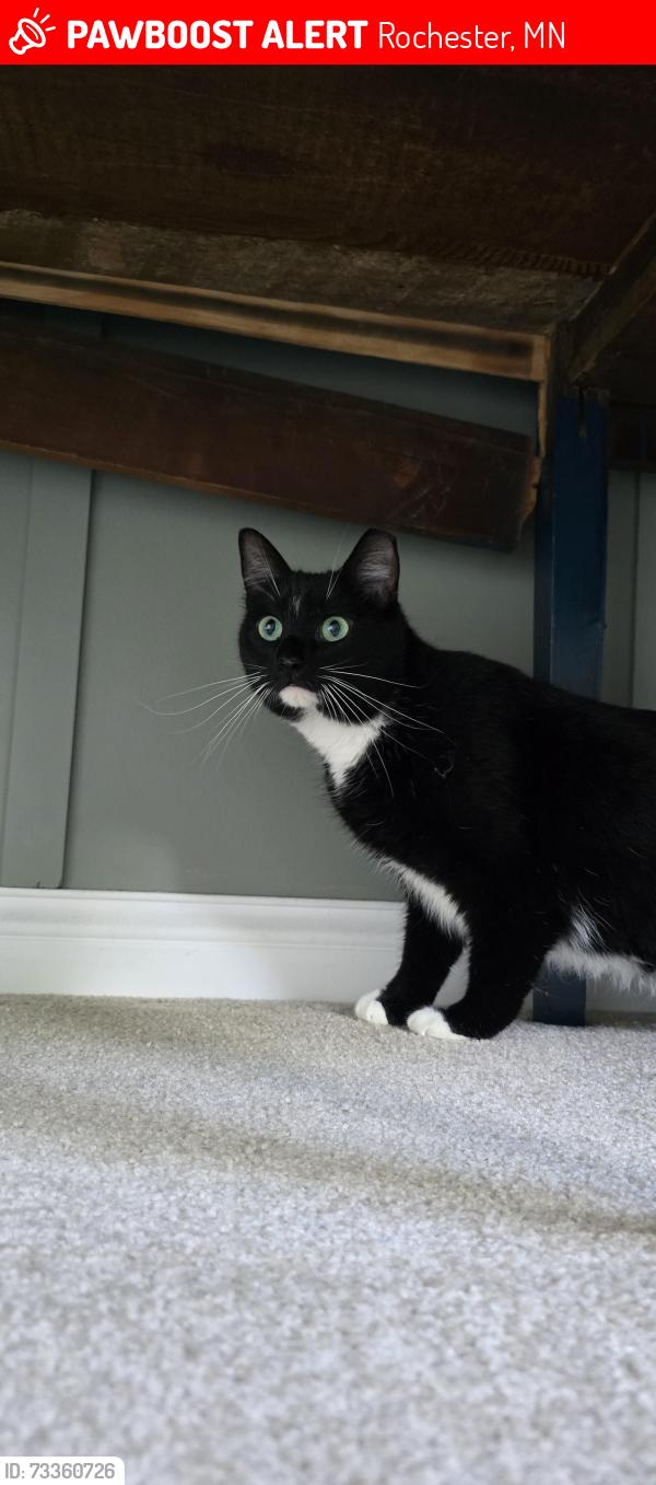 Lost Male Cat last seen 44th st, Rochester, MN 55901