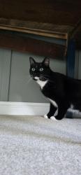 Lost Male Cat last seen 44th st, Rochester, MN 55901