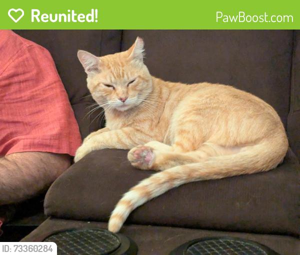 Reunited Male Cat last seen Minas and Quicksilver, San Jose, CA 95136