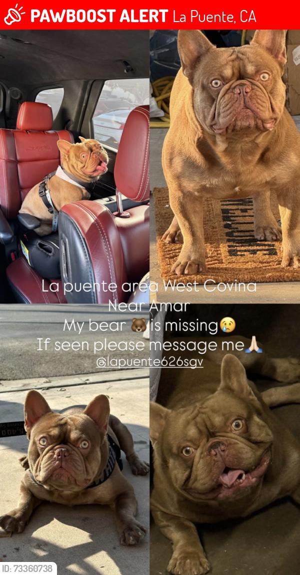 Lost Male Cat last seen Amar la puente, La Puente, CA 91744