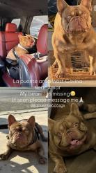 Lost Male Cat last seen Amar la puente, La Puente, CA 91744