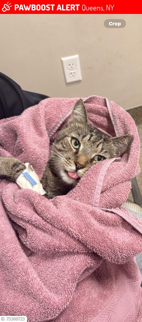 Lost Male Cat last seen 32nd Ave & 53rd Pl, Woodside, Queens, Queens, NY 11377