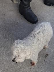 Reunited Female Dog last seen Terrace Dr, Caldwell, ID 83605