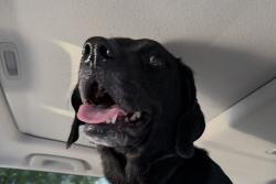 Reunited Unknown Dog last seen Napier Elementary, Nashville, TN 37210