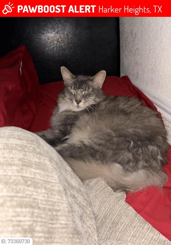 Lost Male Cat last seen Central Texas Expressway and Lookout Ridge, Harker Heights, TX 76548