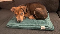 Found/Stray Male Dog last seen Crosby apmt Complex, Fort Worth, TX 76112