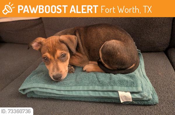 Found/Stray Male Dog last seen Crosby apmt Complex, Fort Worth, TX 76112