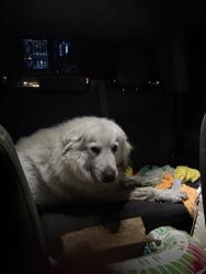 Reunited Unknown Dog last seen Near New Bern Airport Intersection, James City, NC 28562