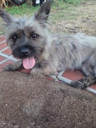 Reunited Female Dog last seen San Gabriel Blvd/ Del Mar, Pasadena, CA, Pasadena, CA 91107