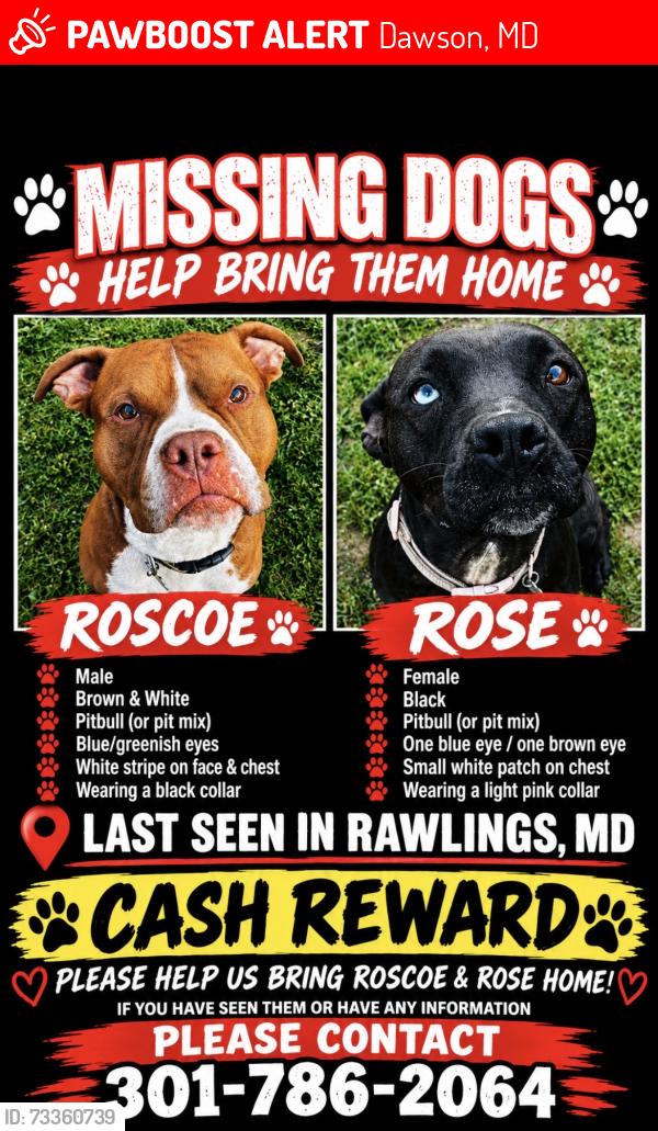 Lost Male Dog last seen Near McMullen Hwy sw, Dawson, MD 21557