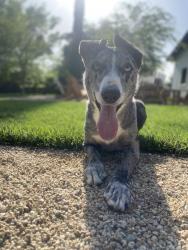 Reunited Male Dog last seen Pierson Rd & South Shore Blvd, Wellington, FL 33414