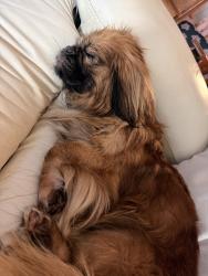 Reunited Male Dog last seen Topaz Ridge/Diamond Creek area, Magnolia, TX 77355