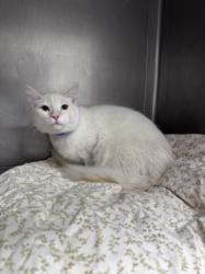 Shelter Stray Male Cat last seen , West Valley Animal Shelter, 20655 Plummer St, Chatsworth, CA 91311, USA
