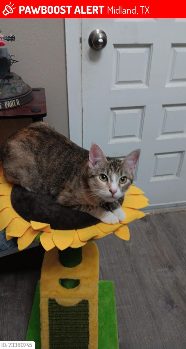 Lost Female Cat last seen Rodeo st and mockingbird, Midland, TX 79705