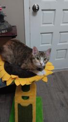 Lost Female Cat last seen Rodeo st and mockingbird, Midland, TX 79705