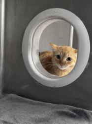 Shelter Stray Male Cat last seen , West Valley Animal Shelter, 20655 Plummer St, Chatsworth, CA 91311, USA