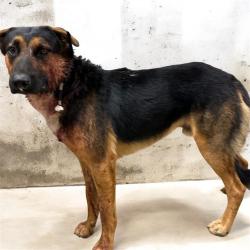 Shelter Stray Male Dog last seen , 38550 Sierra Hwy, Palmdale, CA 93550, USA