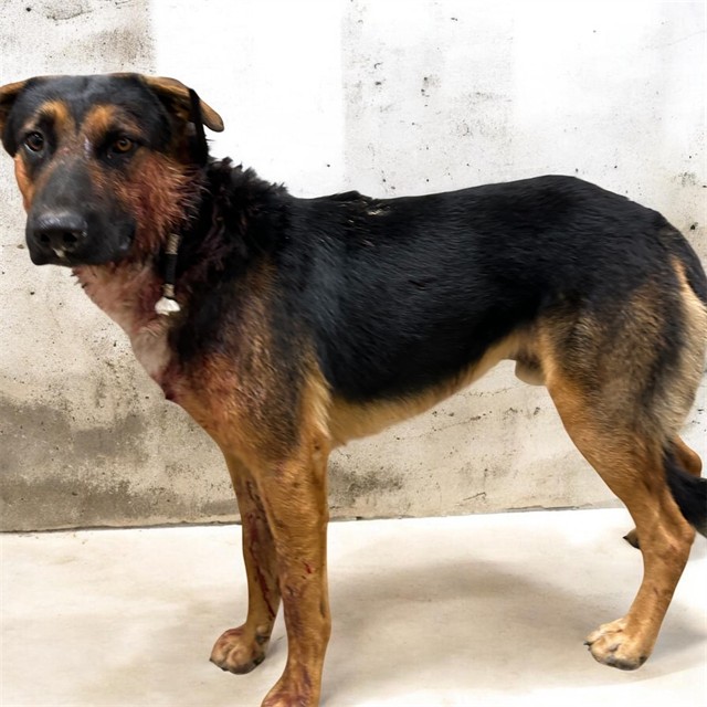 Shelter Stray Male Dog last seen , 38550 Sierra Hwy, Palmdale, CA 93550, USA