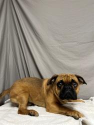 Shelter Stray Male Dog last seen , 38550 Sierra Hwy, Palmdale, CA 93550, USA