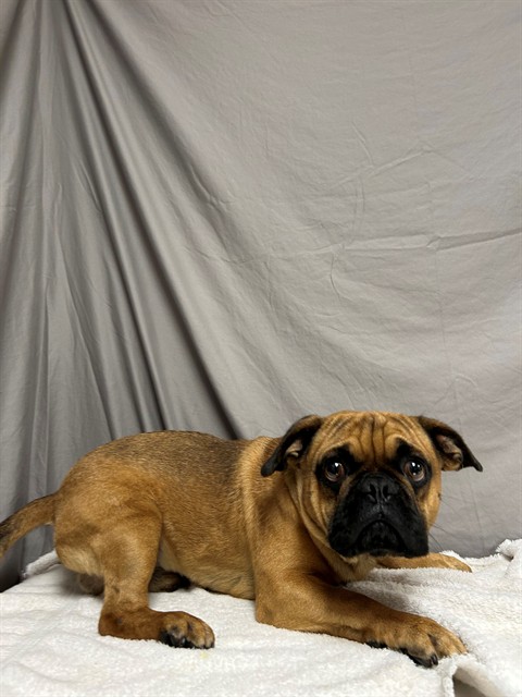 Shelter Stray Male Dog last seen , 38550 Sierra Hwy, Palmdale, CA 93550, USA