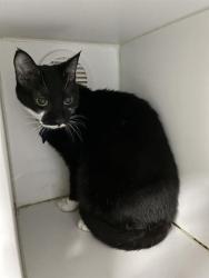 Shelter Stray Female Cat last seen , 600 Aviation Dr, Camarillo, CA 93010, USA