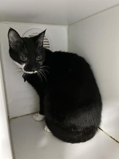 Shelter Stray Female Cat last seen , 600 Aviation Dr, Camarillo, CA 93010, USA