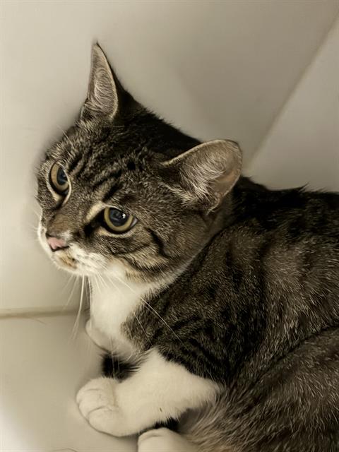 Shelter Stray Male Cat last seen , 600 Aviation Dr, Camarillo, CA 93010, USA