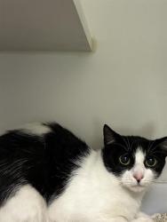 Shelter Stray Male Cat last seen , 600 Aviation Dr, Camarillo, CA 93010, USA