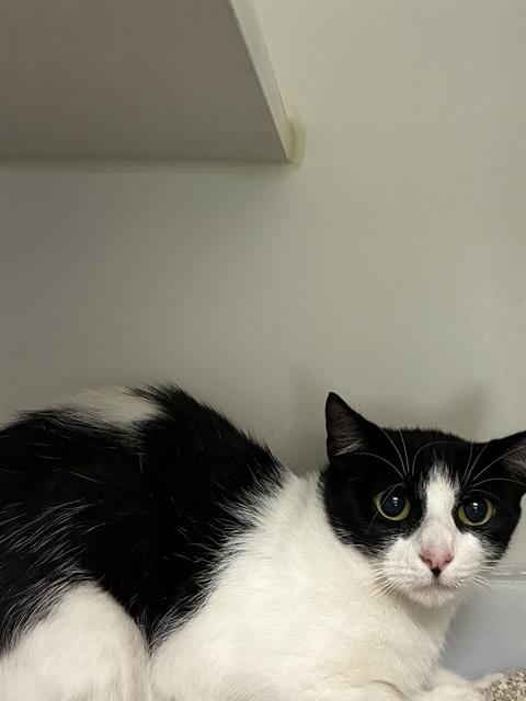 Shelter Stray Male Cat last seen , 600 Aviation Dr, Camarillo, CA 93010, USA