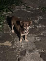 Found/Stray Unknown Dog last seen Jamestown Park, College Park, GA 30337