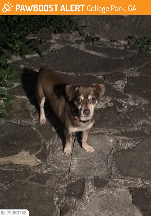 Found/Stray Unknown Dog last seen Jamestown Park, College Park, GA 30337
