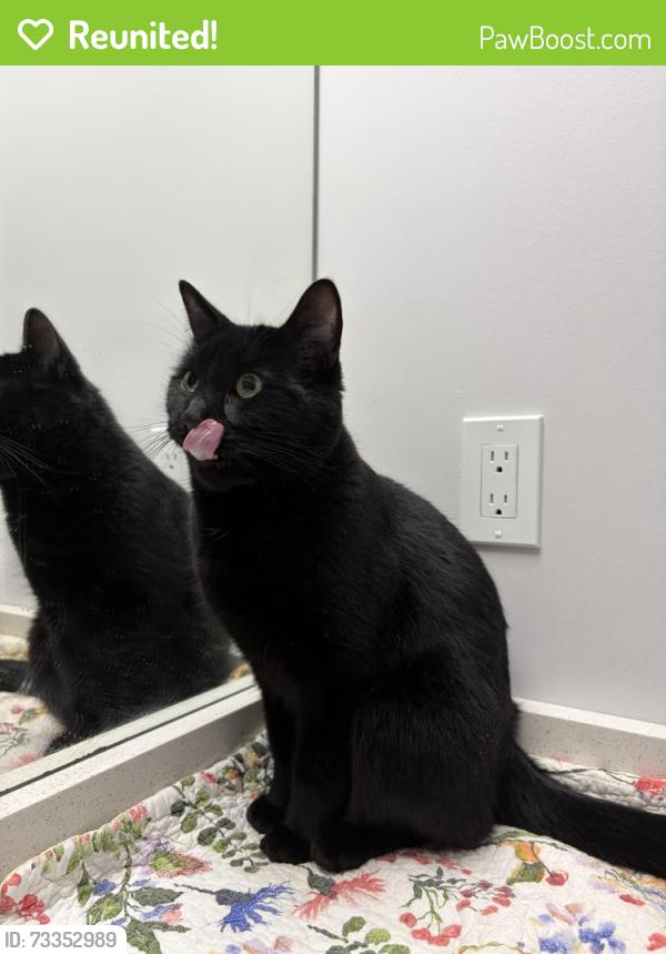 Reunited Female Cat last seen Save on Foods on 23 Ave, Edmonton, AB 