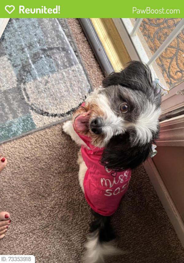 Reunited Female Dog last seen Airport/brookview dr, Toledo, OH 43615