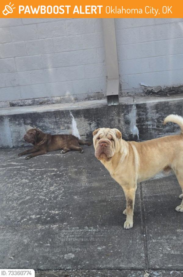 Found/Stray Unknown Dog last seen Behind La Michoacana, Oklahoma City, OK 73109